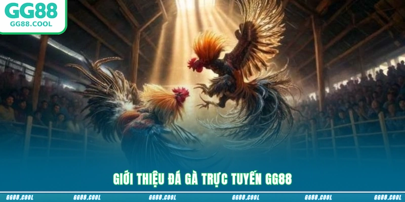 Giới thiệu đá gà trực tuyến GG88